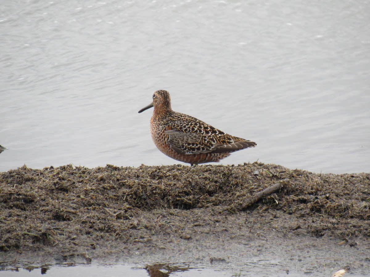 Long-billed Dowitcher - ML618237056