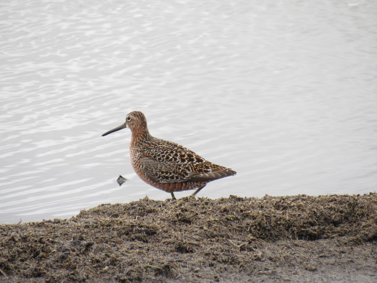 Long-billed Dowitcher - ML618237057