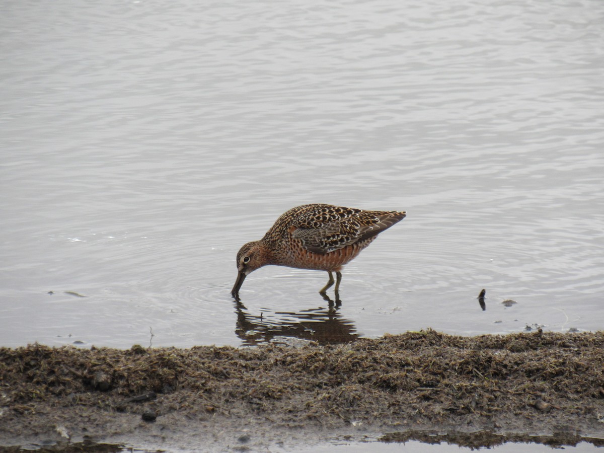 Long-billed Dowitcher - ML618237058