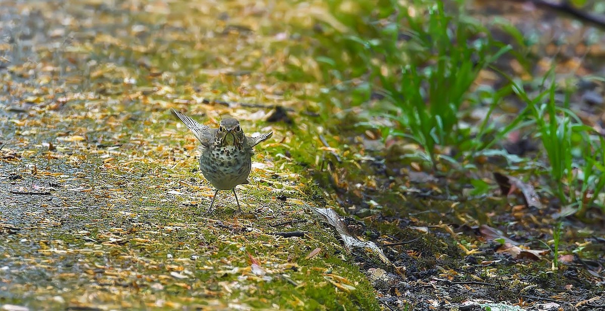 Swainson's Thrush - ML618237059