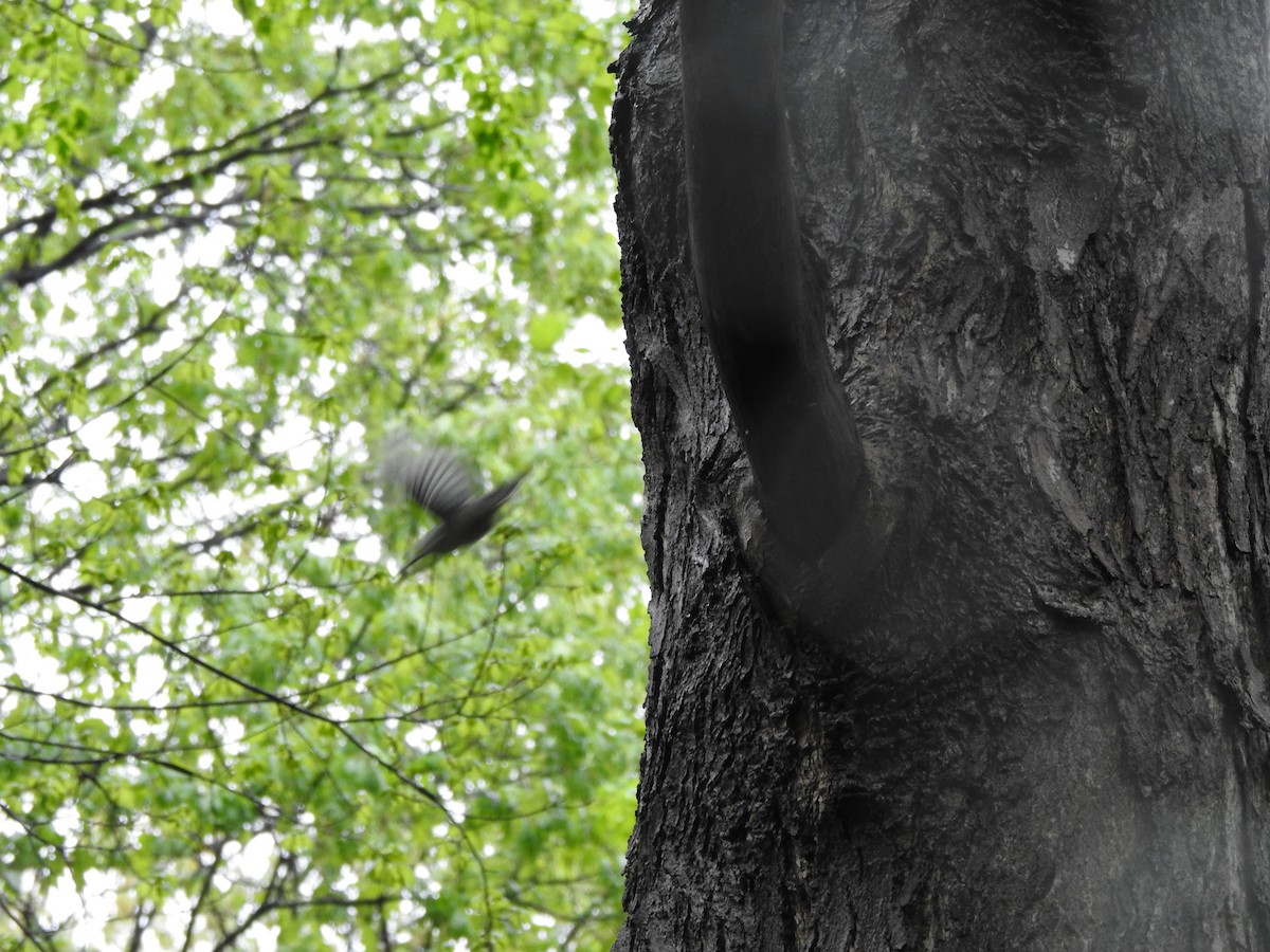 White-breasted Nuthatch - Isaiah Craft