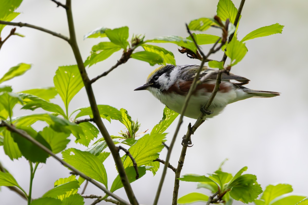 Chestnut-sided Warbler - Patrick Robinson