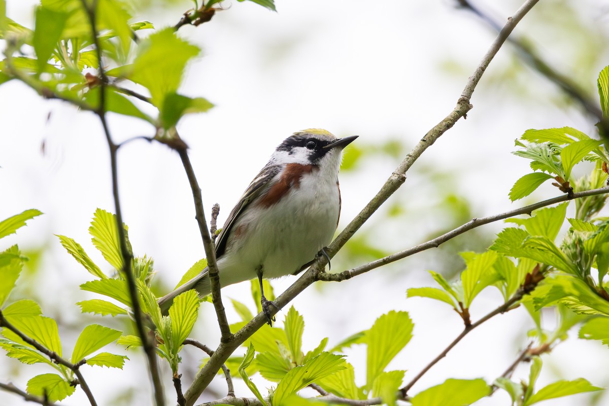 Chestnut-sided Warbler - Patrick Robinson