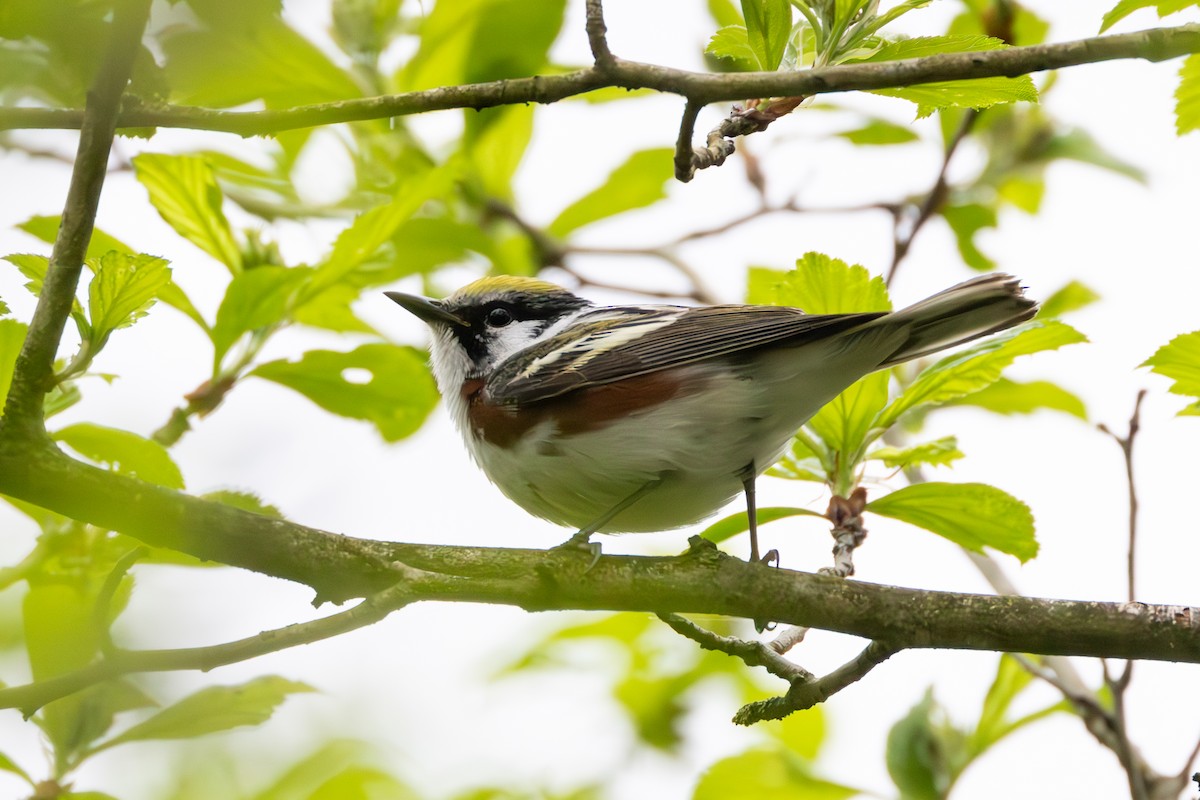 Chestnut-sided Warbler - ML618237084