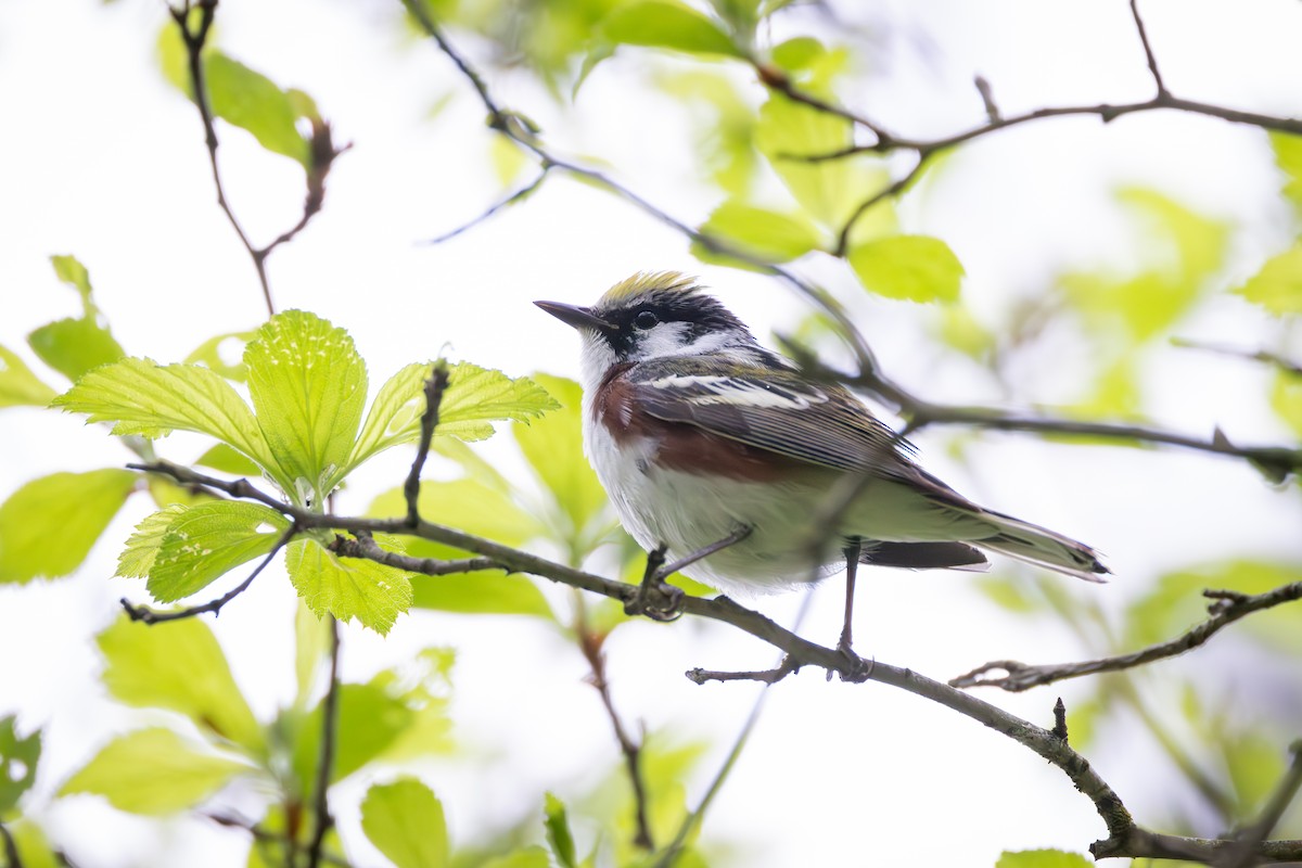 Chestnut-sided Warbler - ML618237086