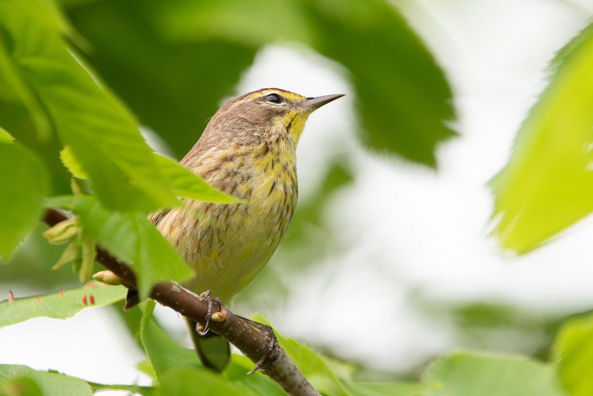 Palm Warbler (Western) - ML618237087