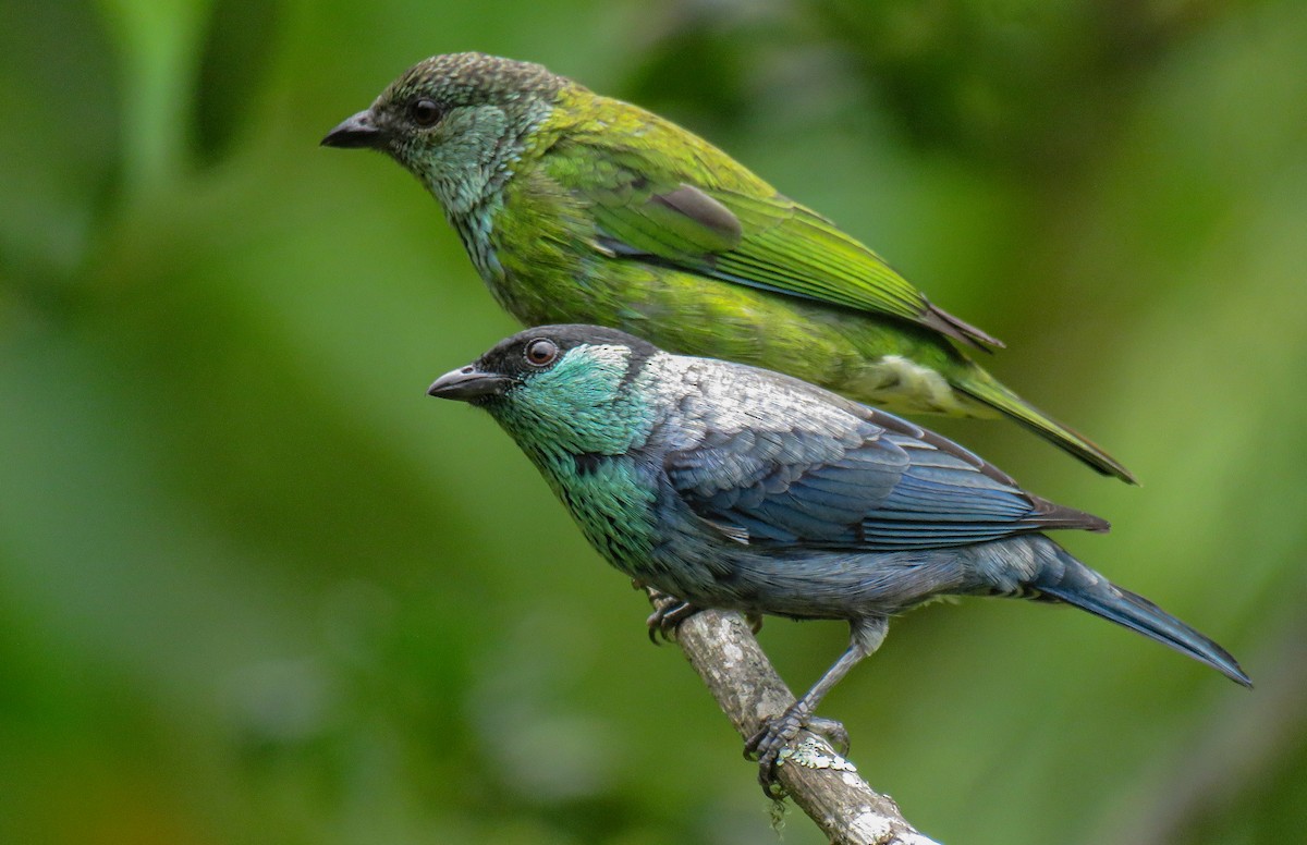 Black-capped Tanager - luis felipe quintero contreras