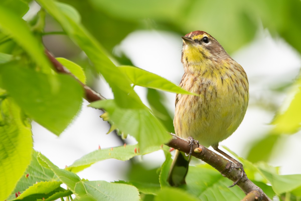 Palm Warbler (Western) - Jing-Yi Lu