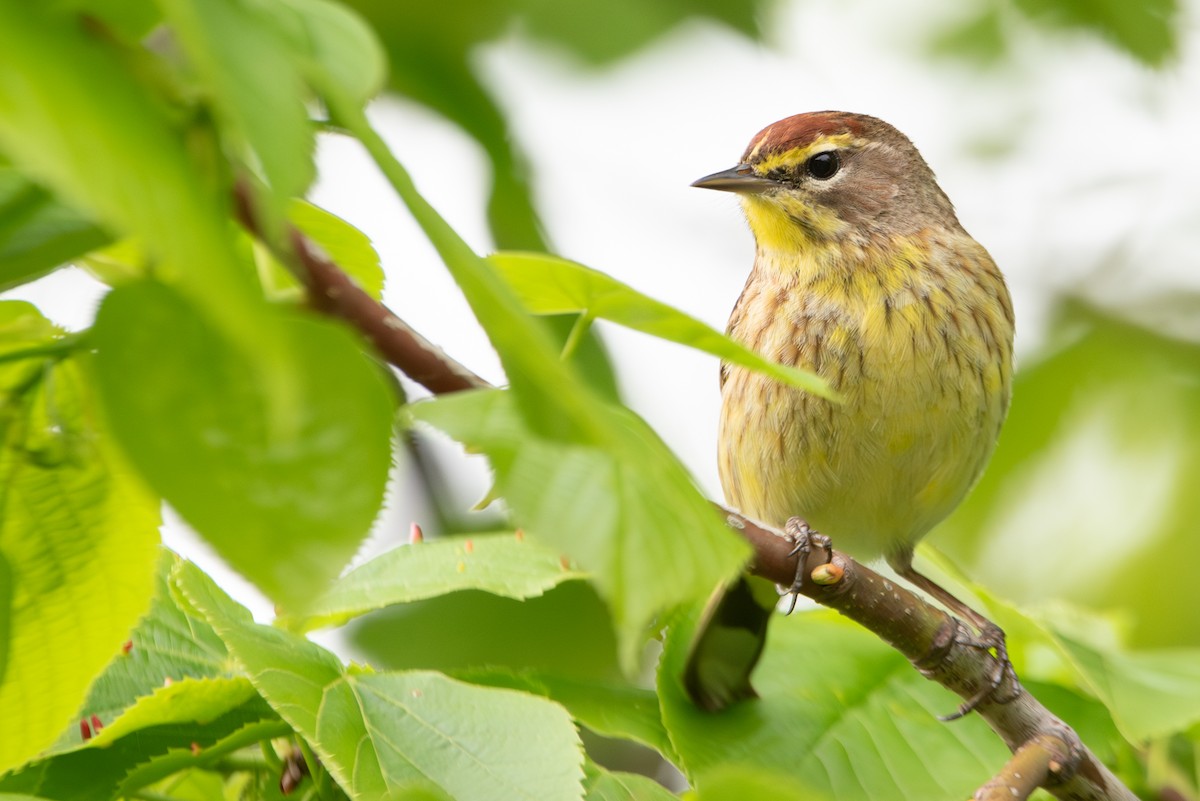 Palm Warbler (Western) - Jing-Yi Lu