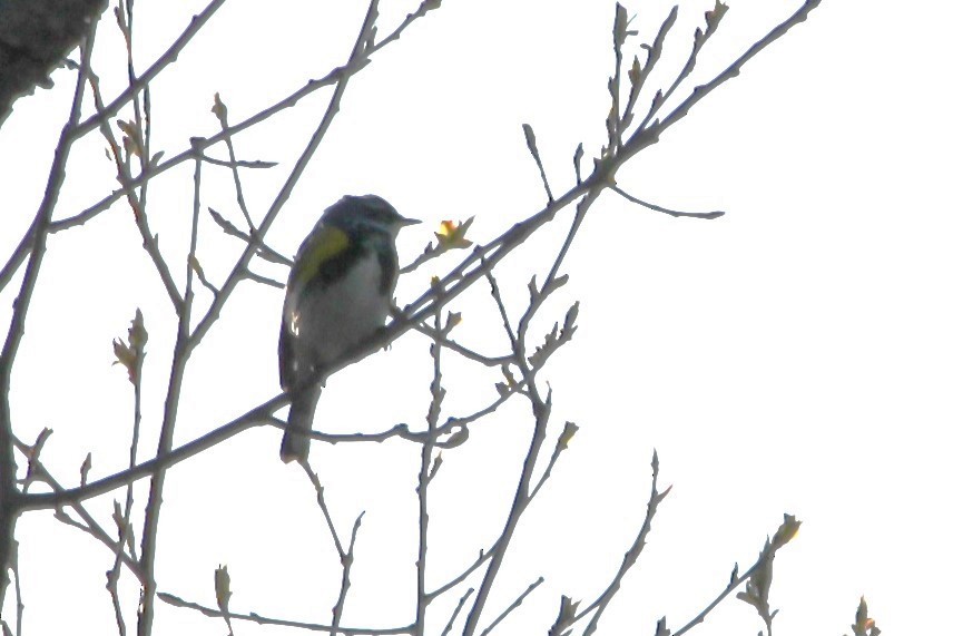 Yellow-rumped Warbler - Martha Huestis