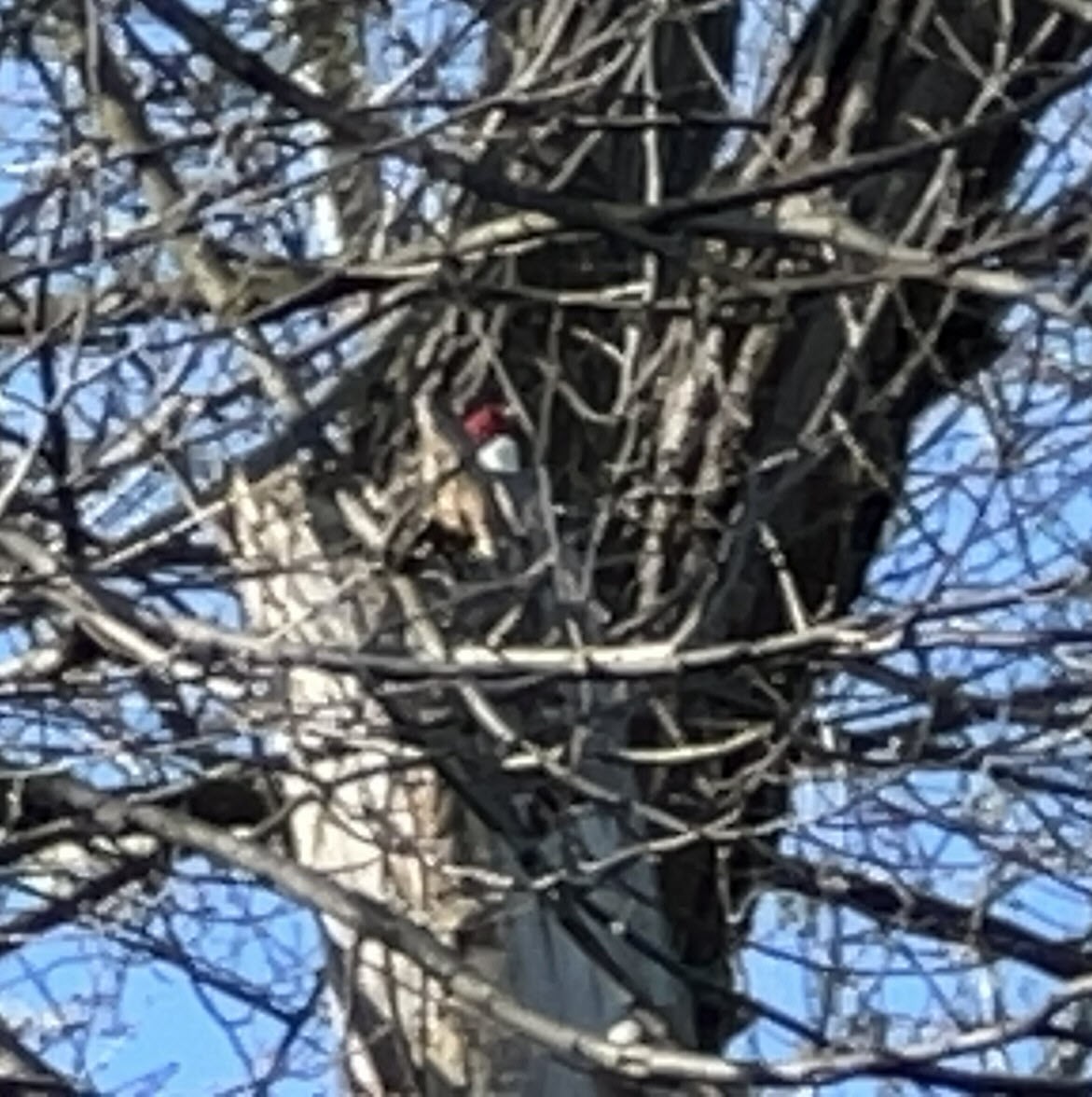 Red-headed Woodpecker - ML618237129