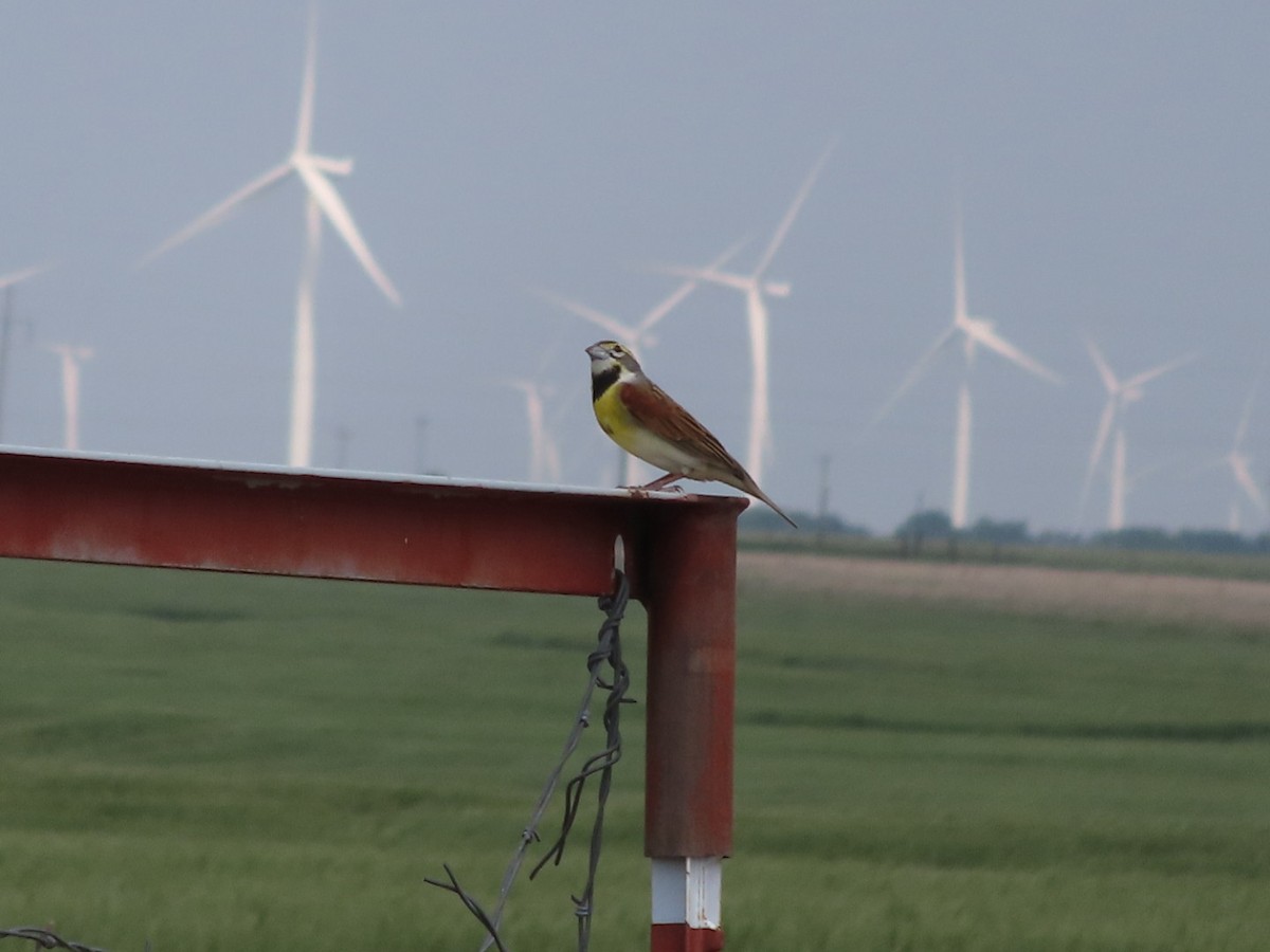 Dickcissel - ML618237169