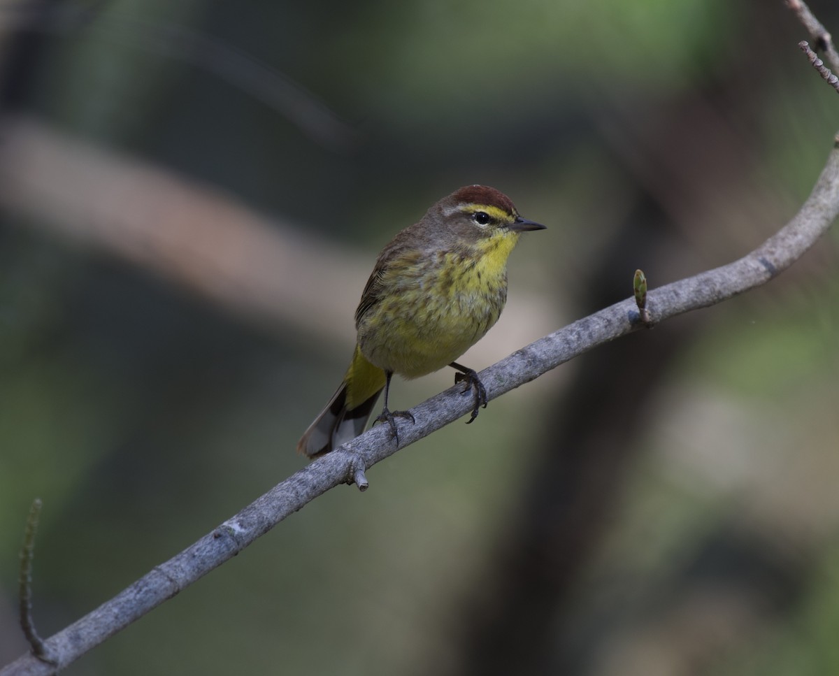 Palm Warbler - ML618237179