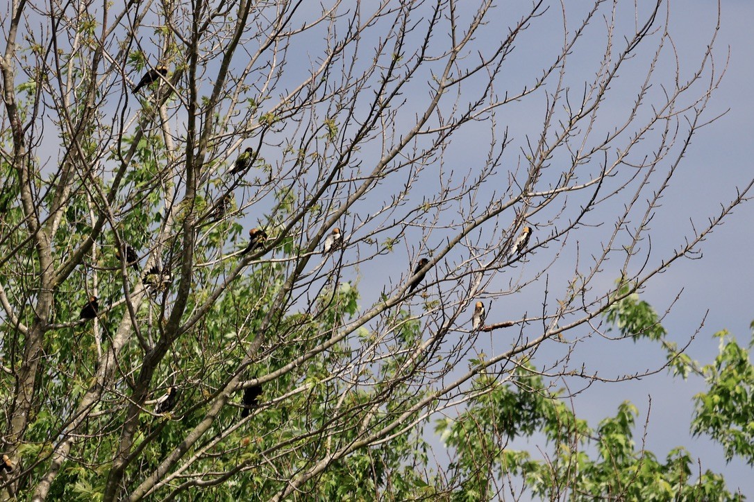 Bobolink - sandy berger