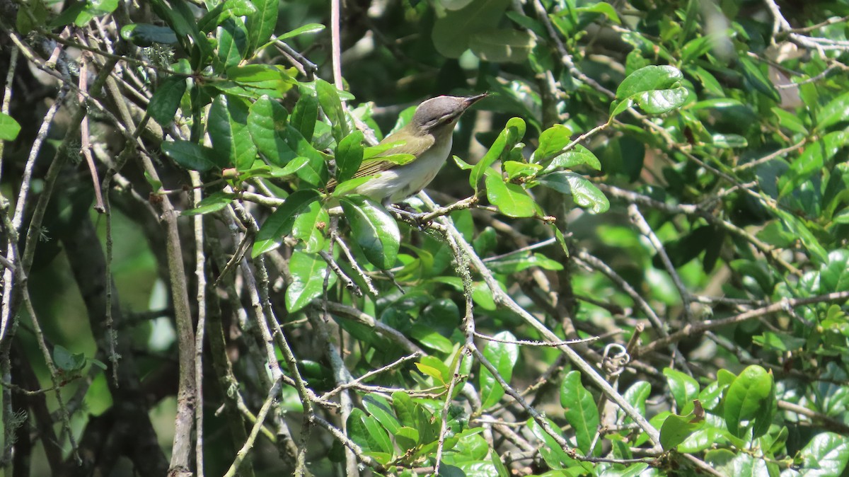 Red-eyed Vireo - Lorna Thomas