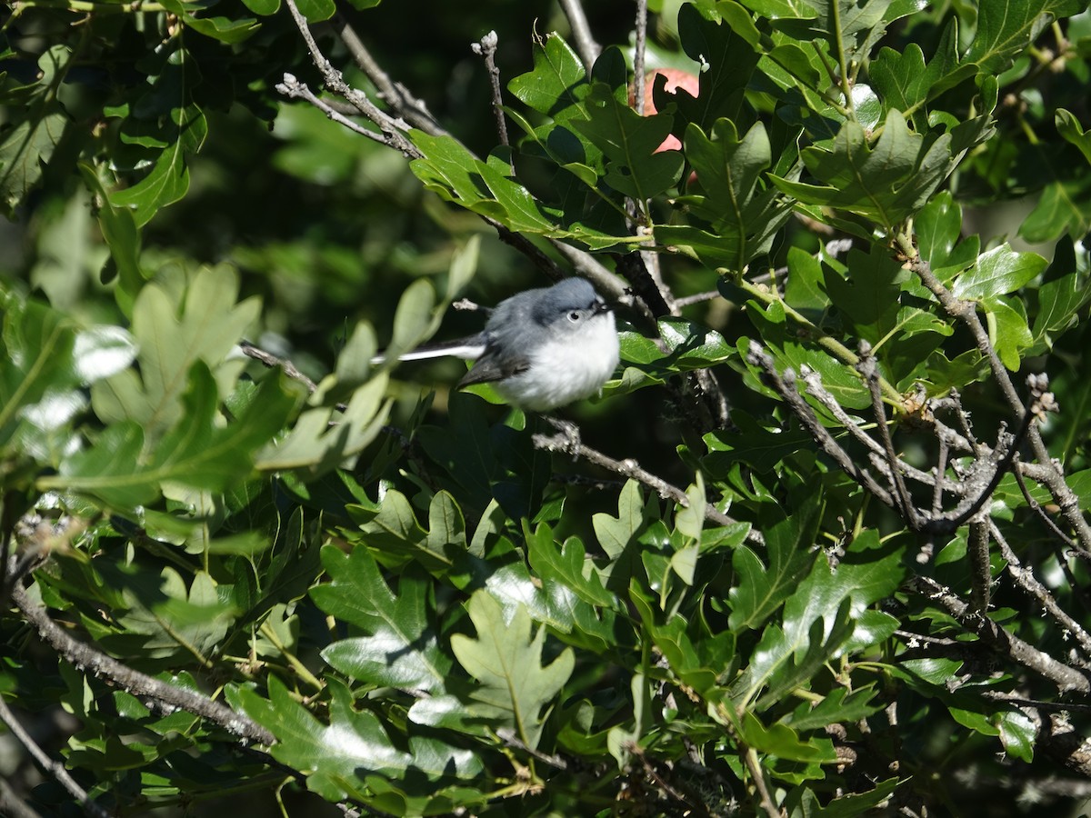 Blue-gray Gnatcatcher - ML618237212