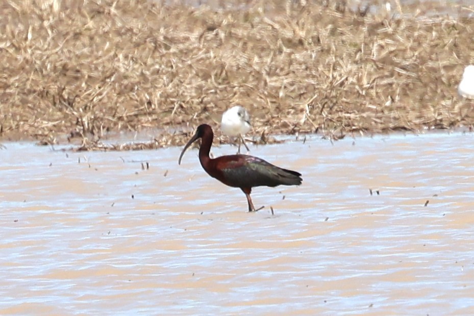 ibis hnědý - ML618237215