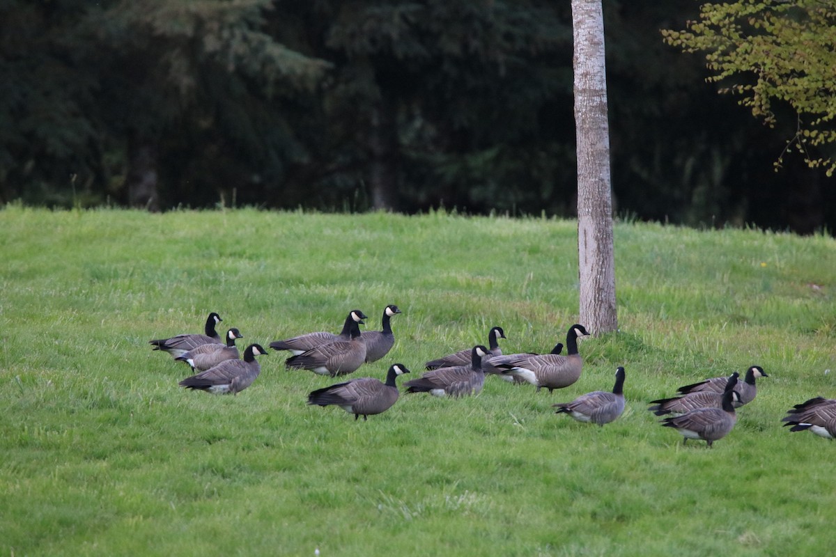 Cackling Goose - Kit Pflughoft