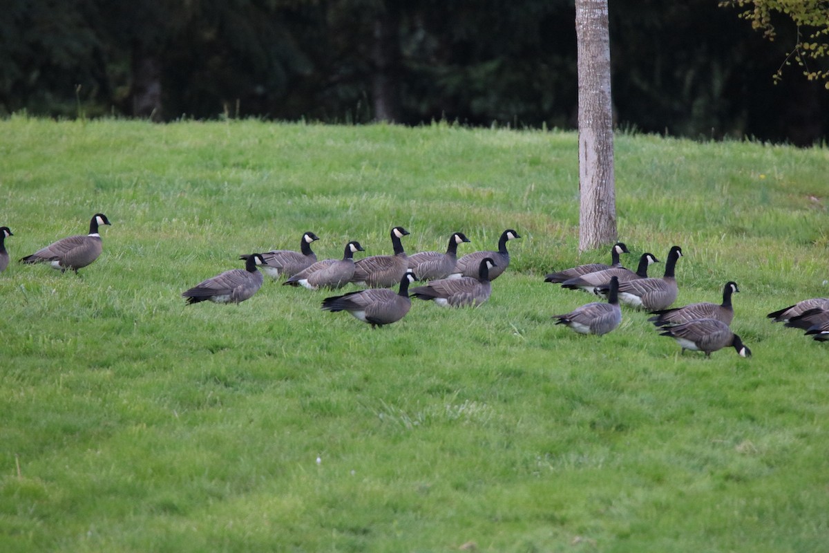 Cackling Goose - Kit Pflughoft