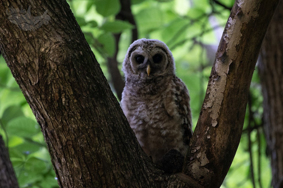 Barred Owl - Morgan Mattingly 🐍