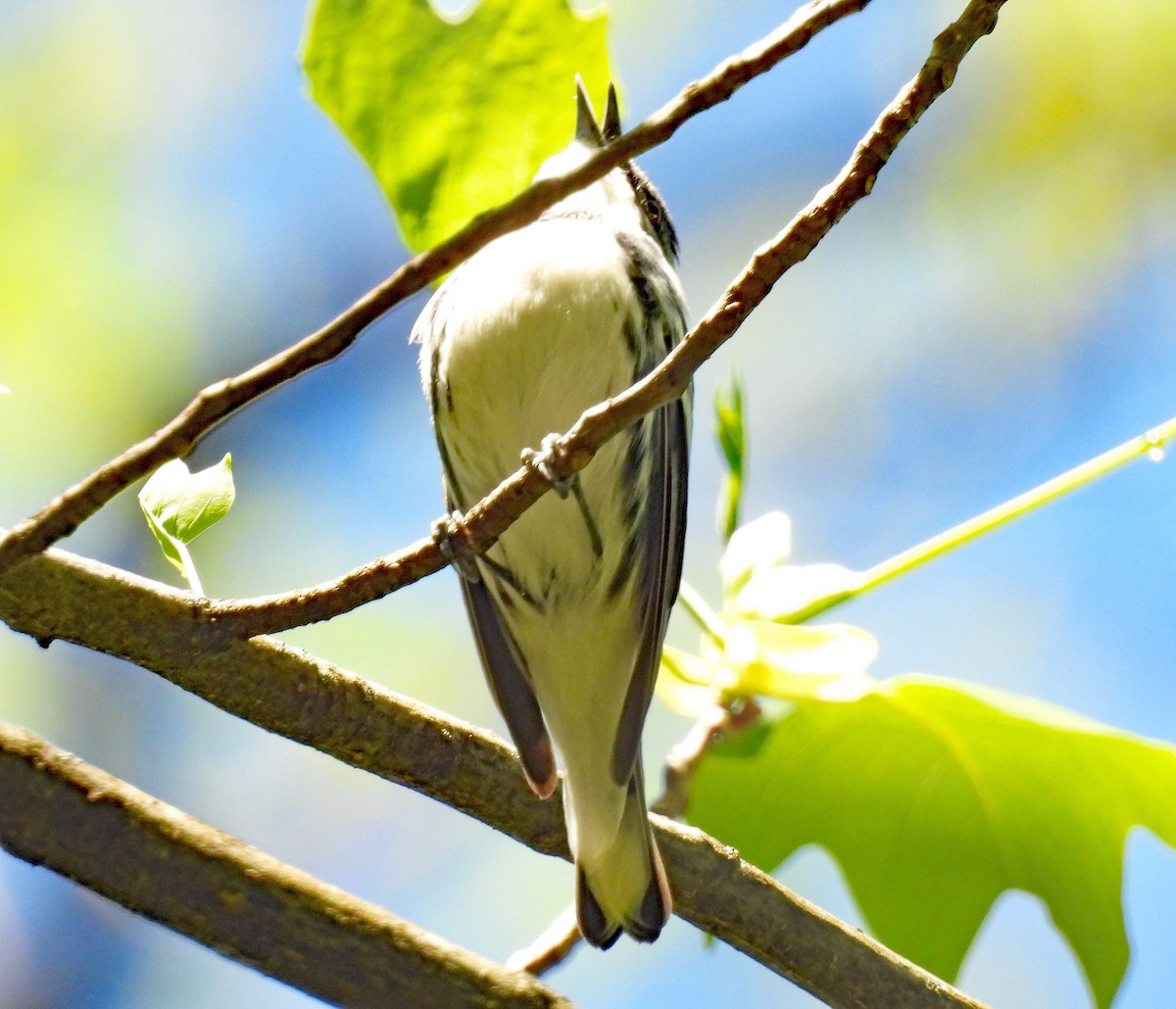 Paruline azurée - ML618237235