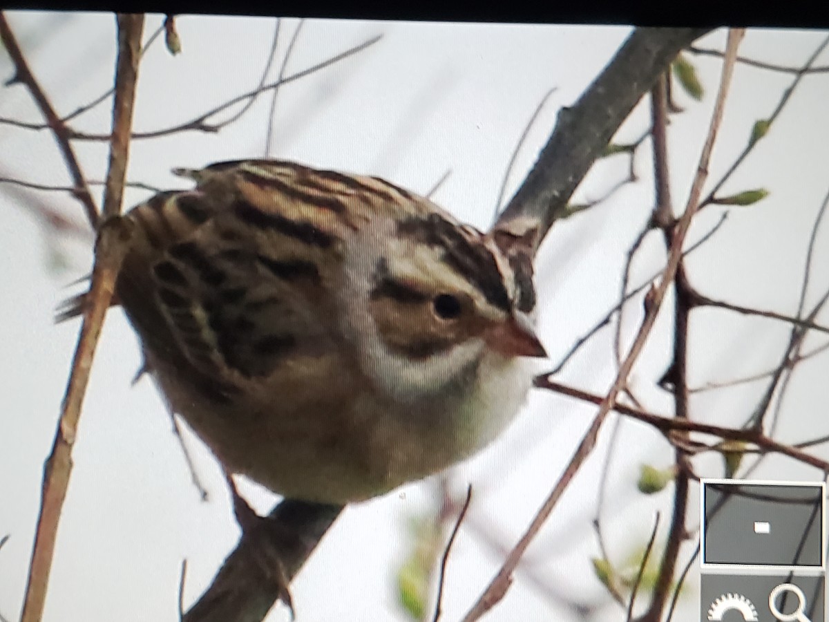 Clay-colored Sparrow - ML618237237