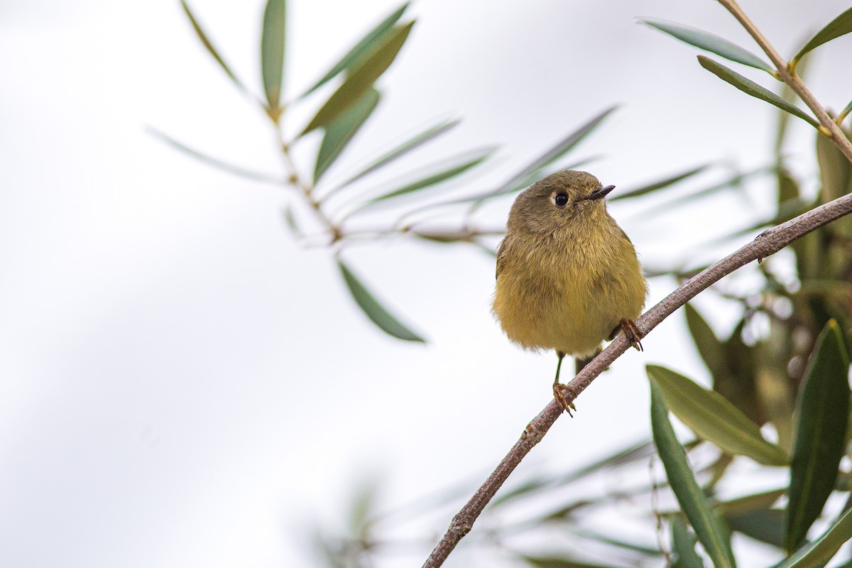 Ruby-crowned Kinglet - ML618237243