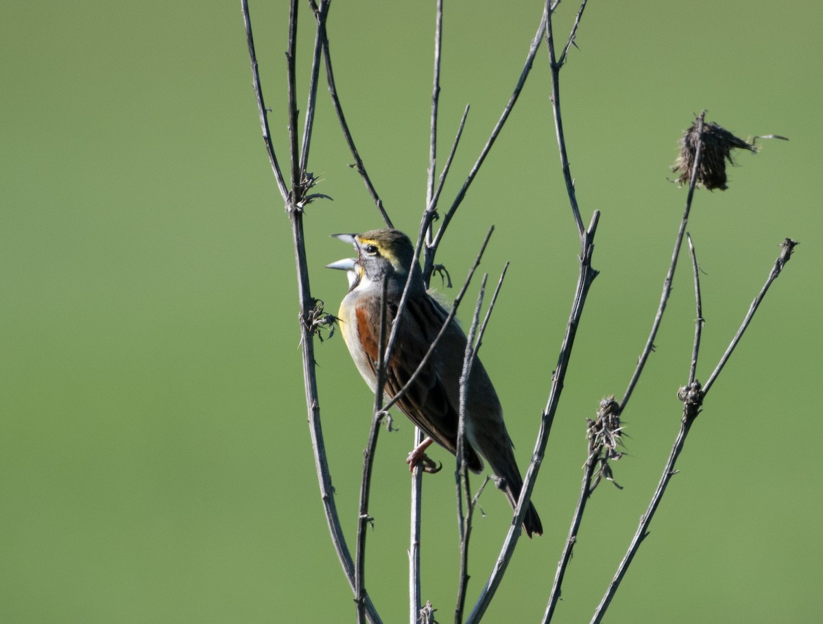 Dickcissel - Morgan Mattingly 🐍