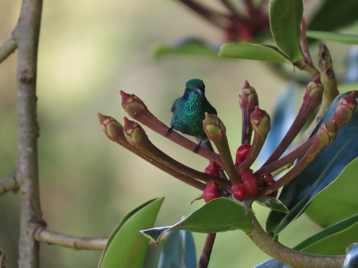 Lesser Violetear - Cristian Cufiño