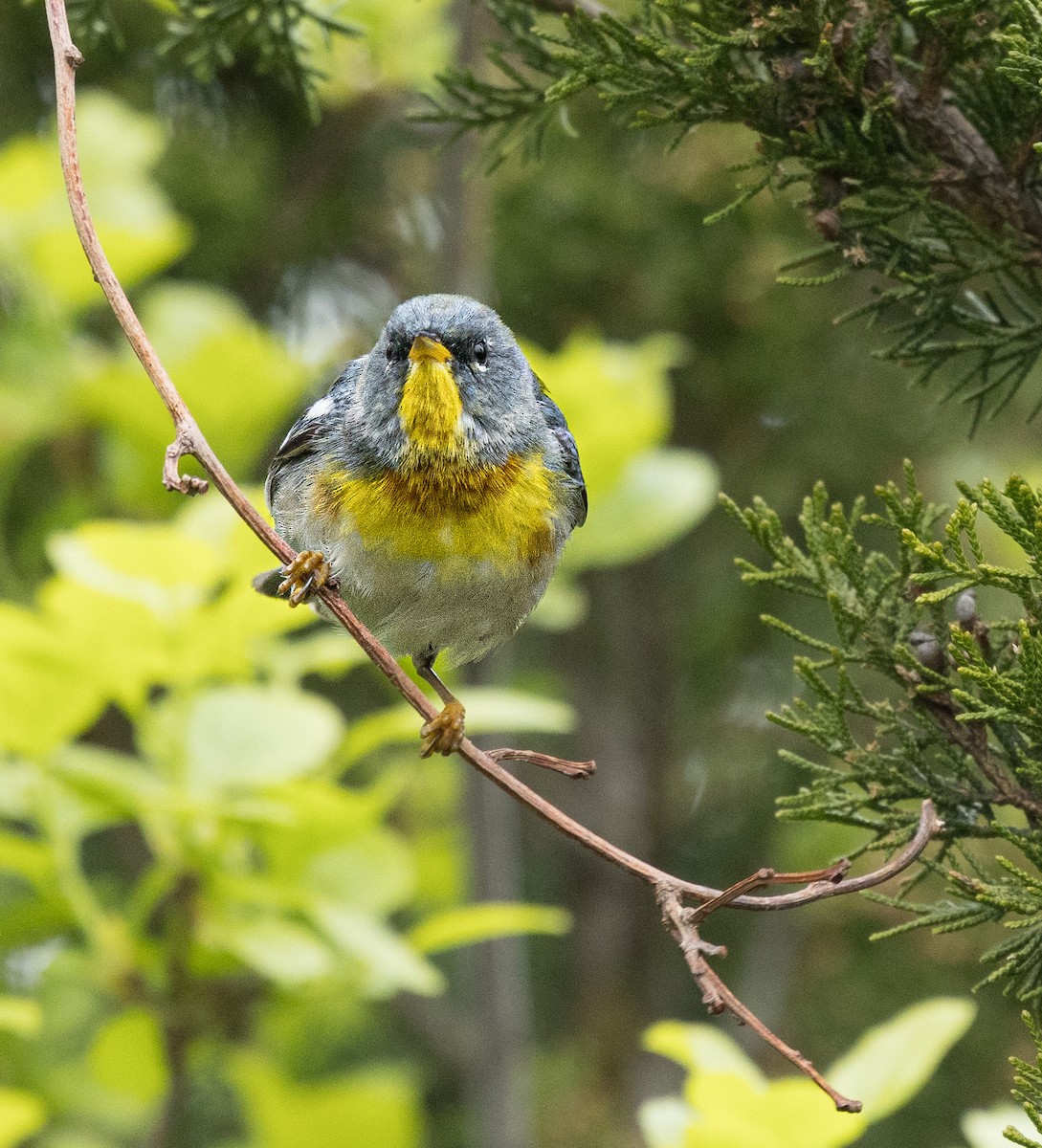 Northern Parula - Kim  Garrison