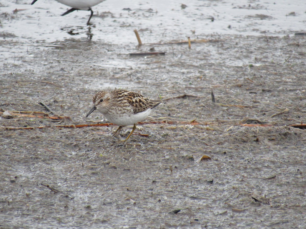 Least Sandpiper - Allison Kluver