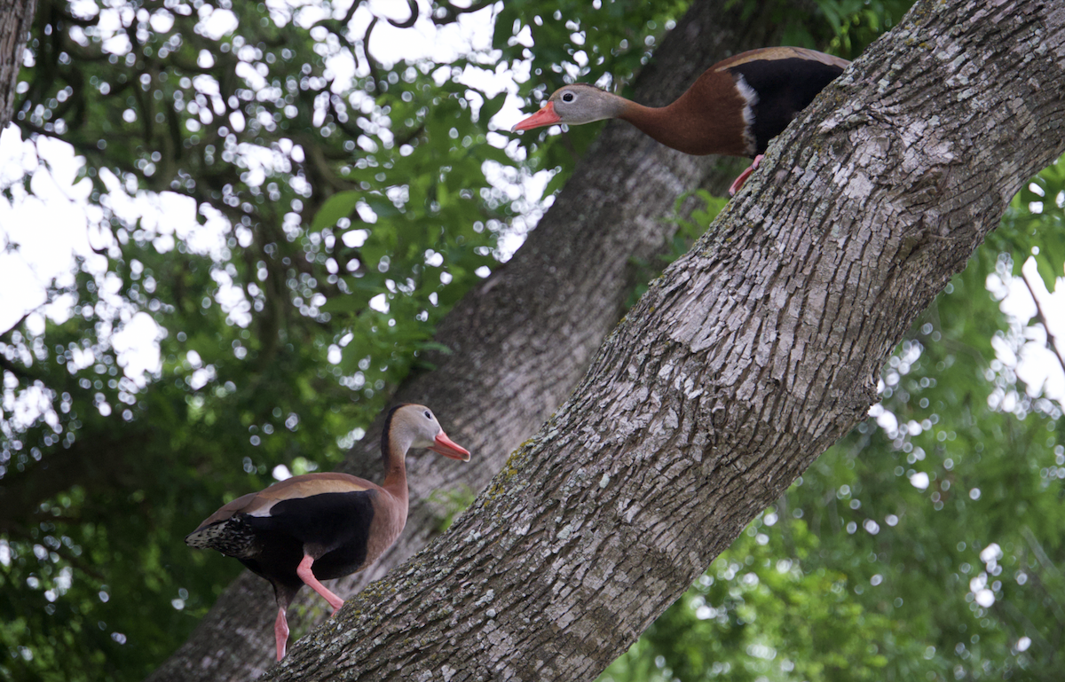 Black-bellied Whistling-Duck - ML618237345