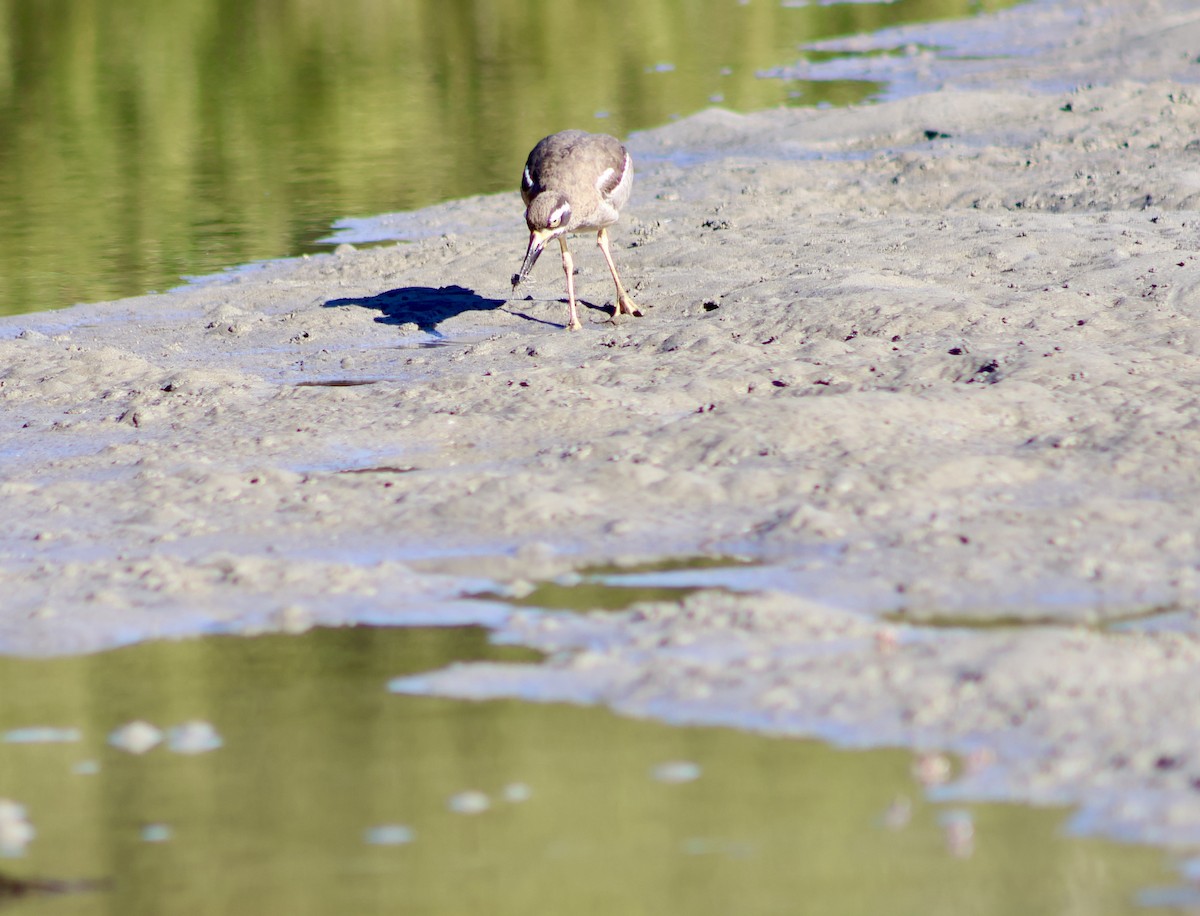 Beach Thick-knee - Shane Jasiak