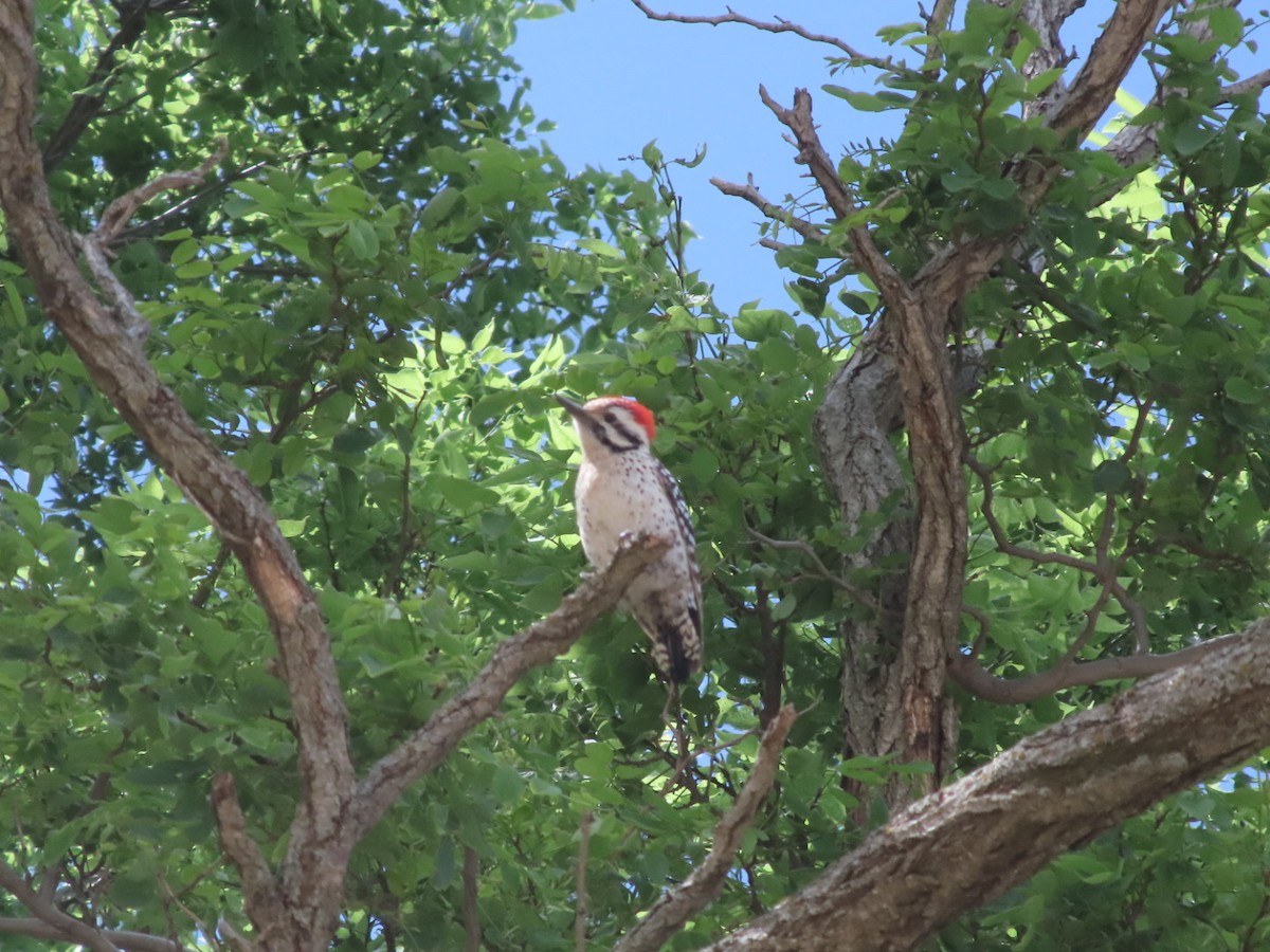 Ladder-backed Woodpecker - ML618237398