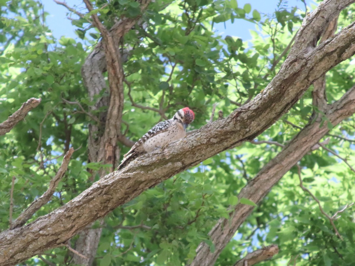 Ladder-backed Woodpecker - ML618237399