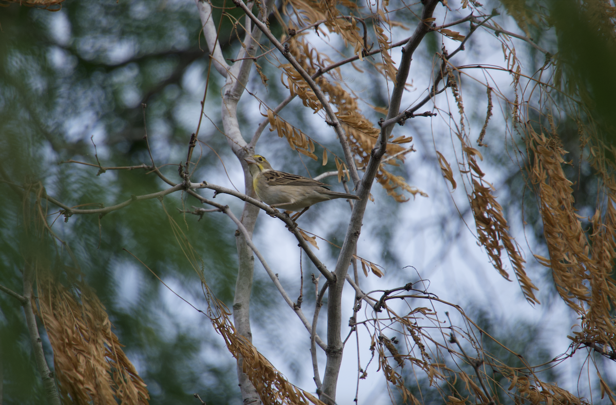 Dickcissel - Evan Farese