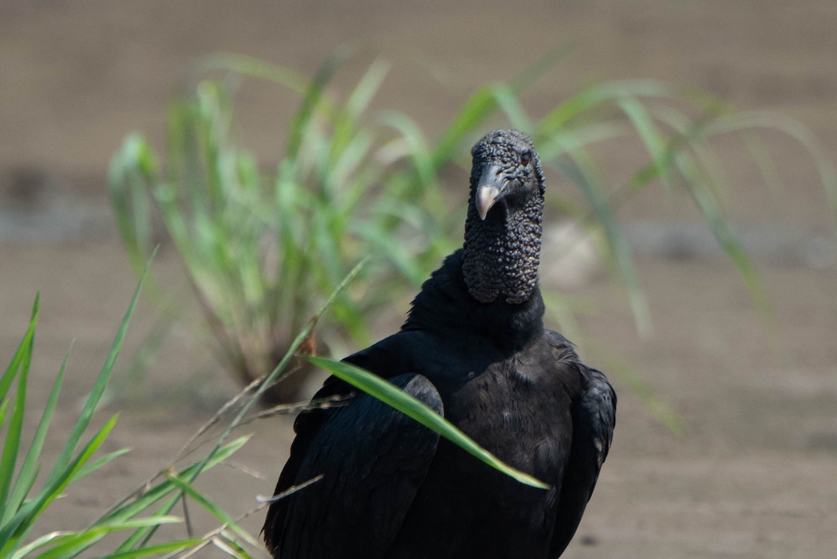 Black Vulture - Andrea Heine