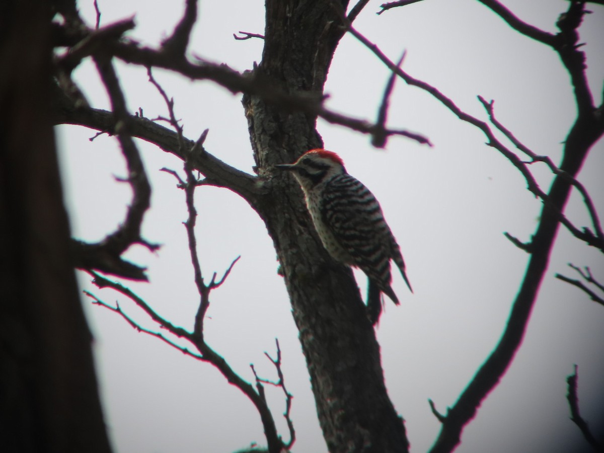 Ladder-backed Woodpecker - ML618237444