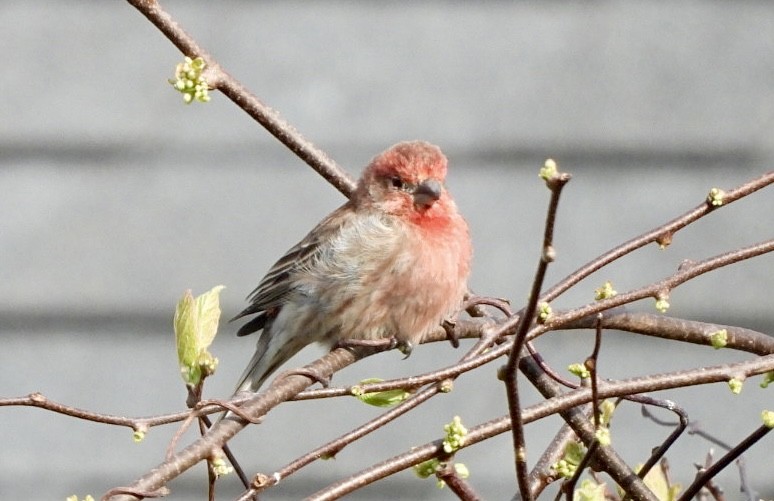 House Finch - Jean Hampson