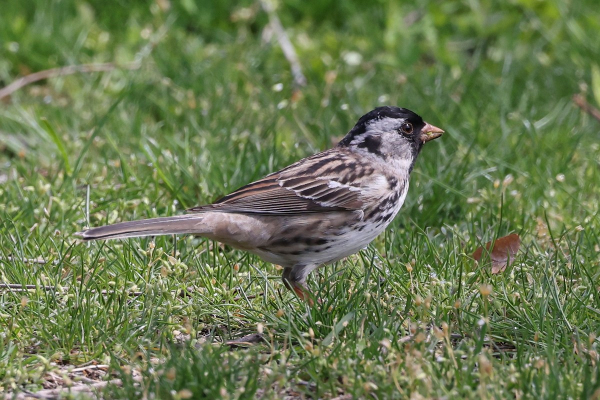 Harris's Sparrow - Peter Veighey