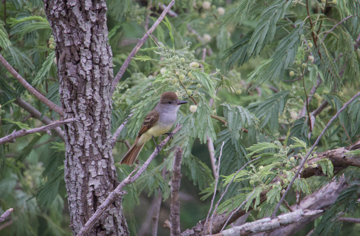 Brown-crested Flycatcher - Evan Farese