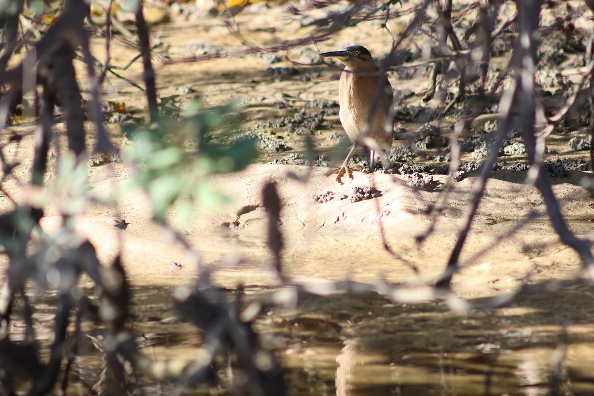 Striated Heron - Shane Jasiak