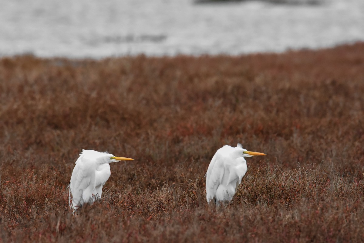 Great Egret - Steve Pearl