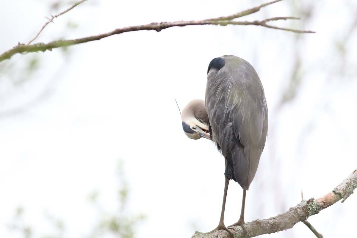 Great Blue Heron (Great Blue) - Lily Morello