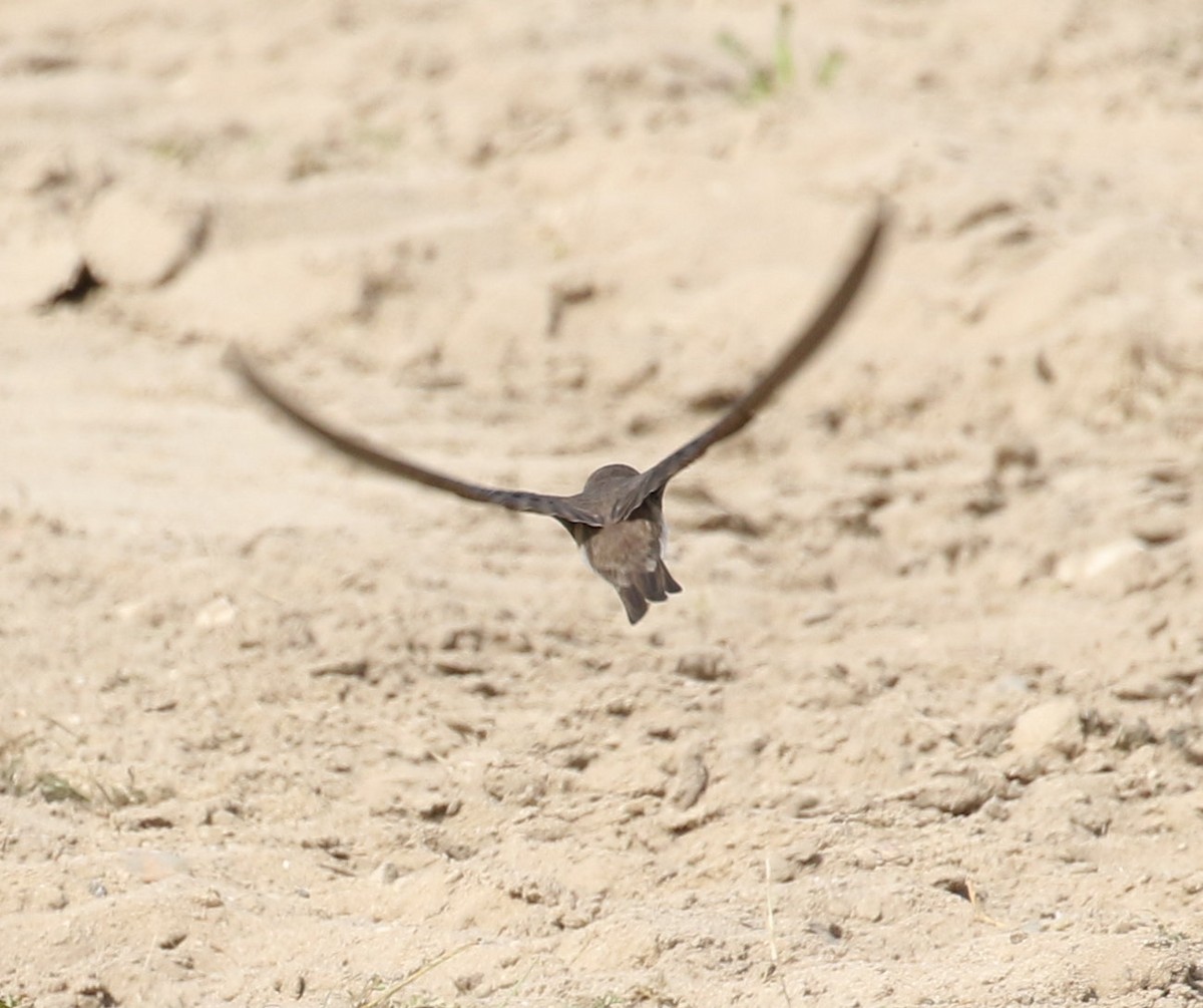 Bank Swallow - Kernan Bell