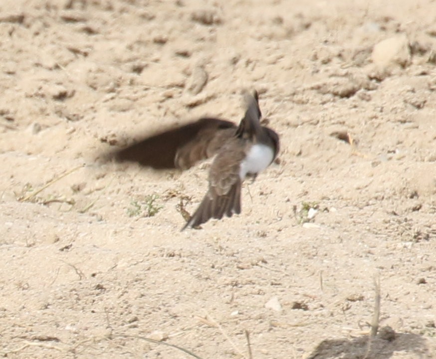 Bank Swallow - Kernan Bell