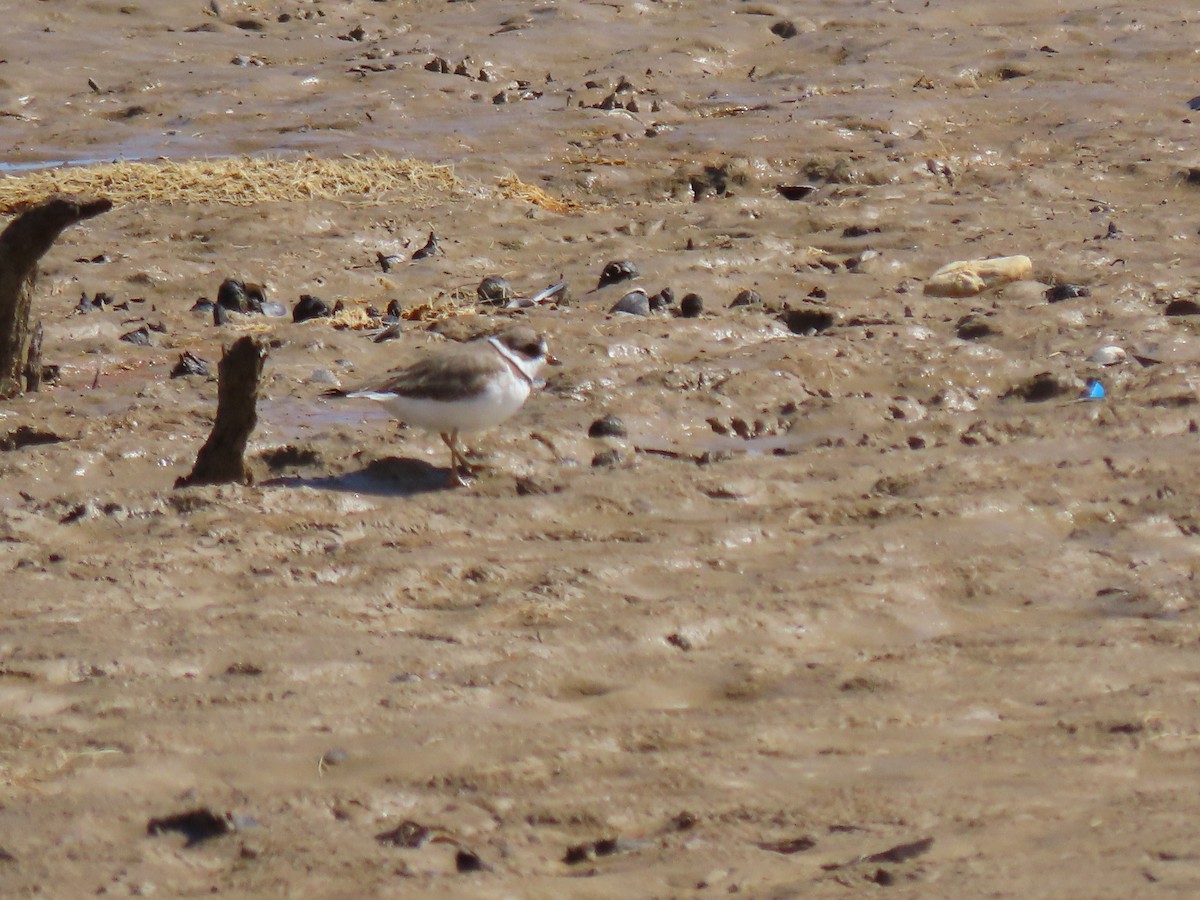 Semipalmated Plover - douglas diekman