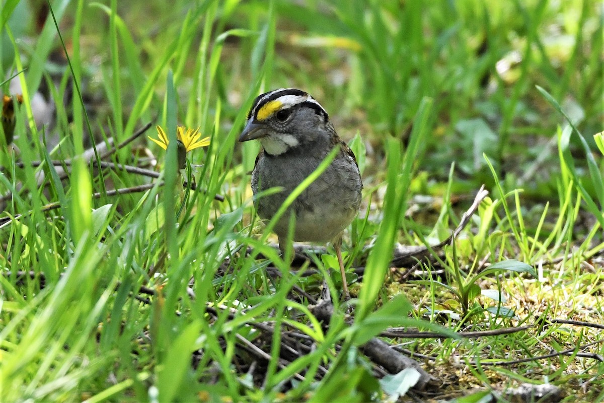 White-throated Sparrow - ML618237507