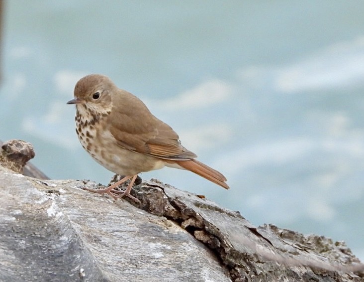 Hermit Thrush - Jean Hampson