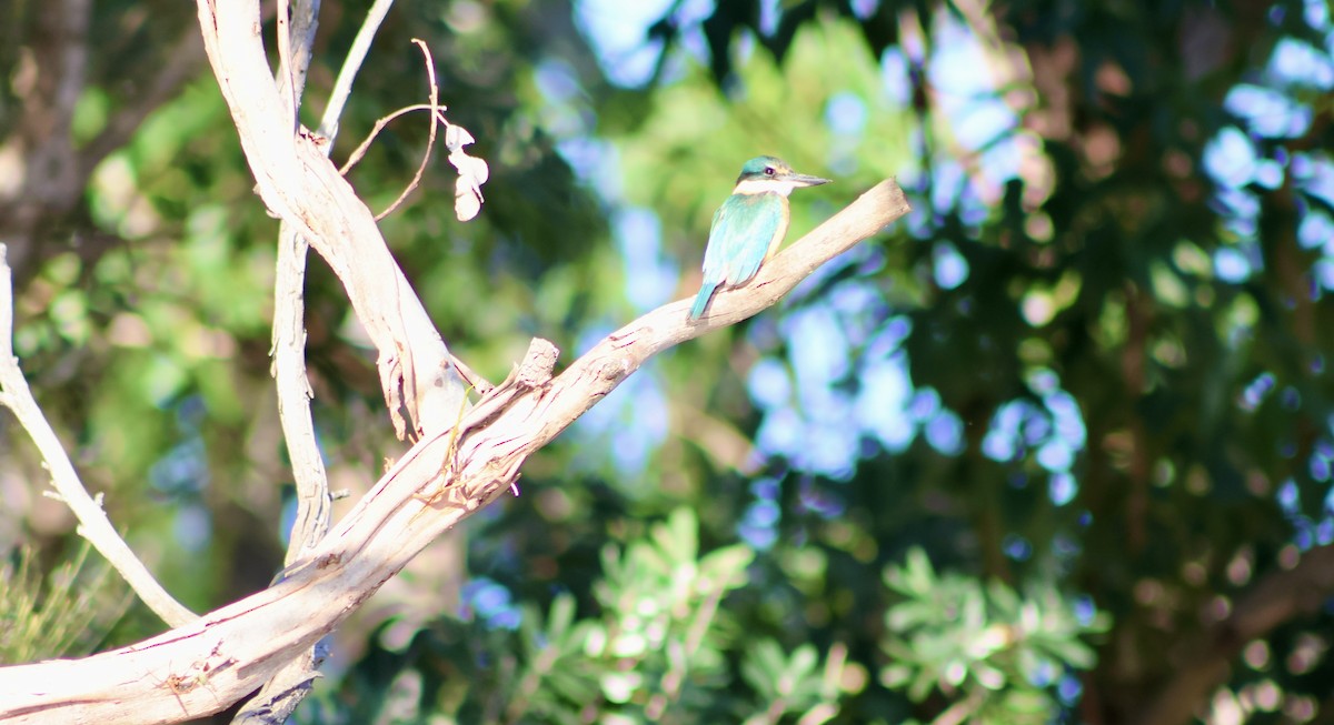 Sacred Kingfisher - Shane Jasiak